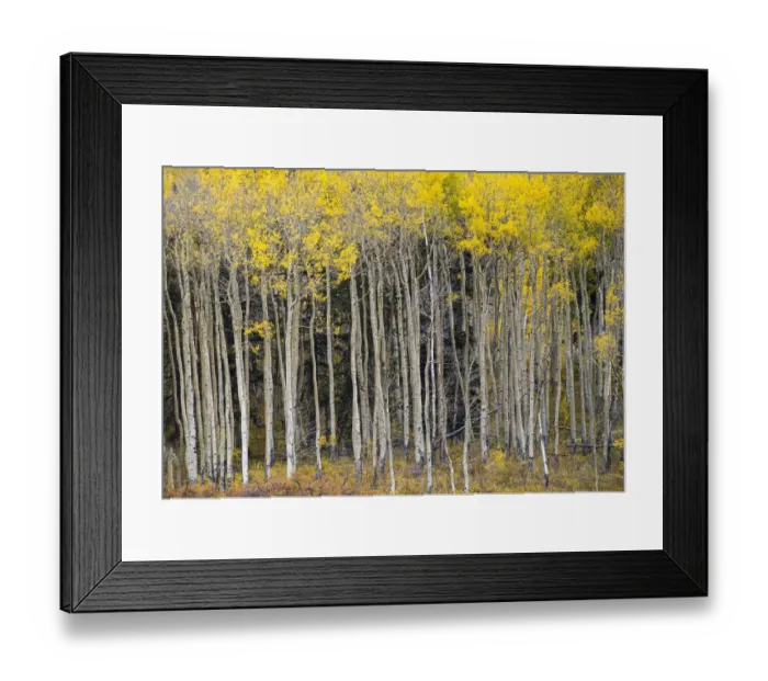Framed Print : USA, Colorado autumn Framed Print : USA, Colorado autumn