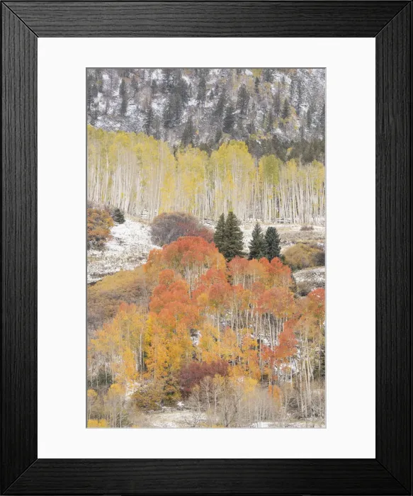 Framed Print : USA, Colorado, Uncompahgre National Forest. Aspen and spruce trees after autumn snowstorm