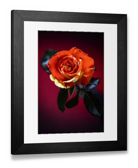 Framed Print : USA, Colorado, Loveland. Rose close-up