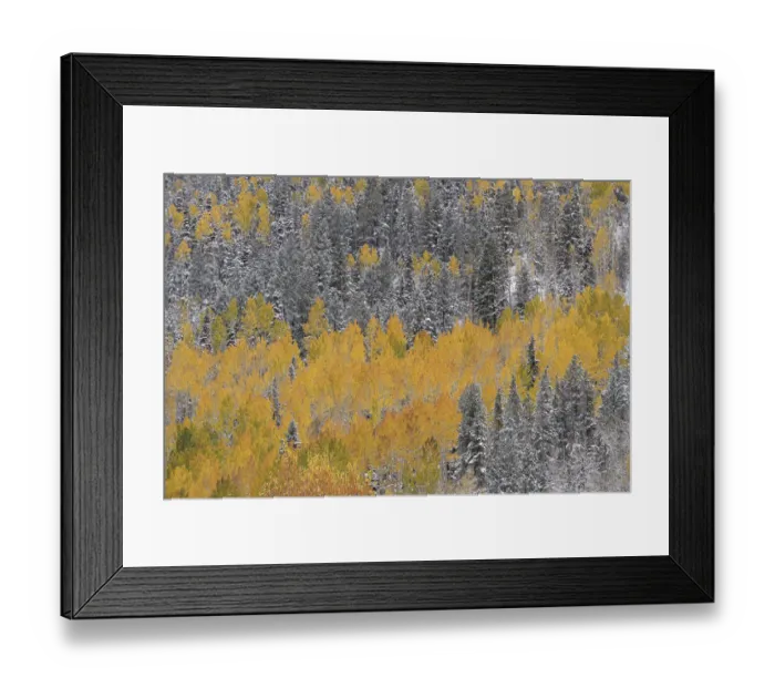 Framed Print : USA, Colorado, Uncompahgre National Forest. Aspens after autumn snowstorm Framed Print : USA, Colorado, Uncompahgre National Forest. Aspens after autumn snowstorm