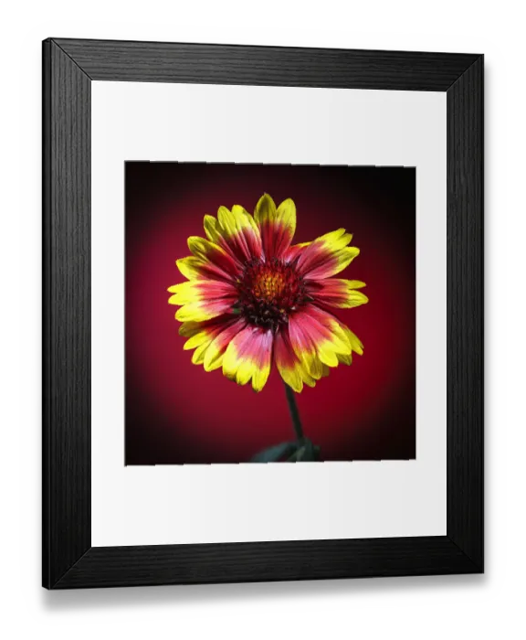 Framed Print : USA, Colorado, Loveland. Gaillardia flower close-up Framed Print : USA, Colorado, Loveland. Gaillardia flower close-up