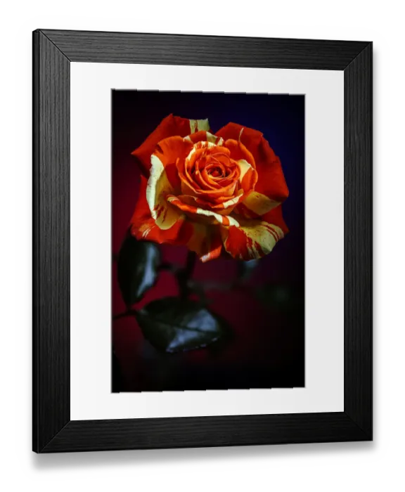 Framed Print : USA, Colorado, Loveland. Rose close-up