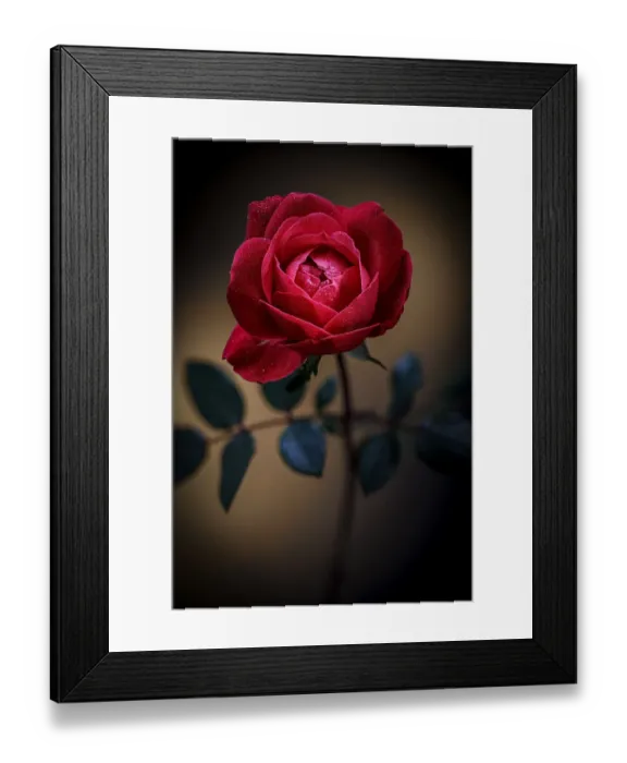 Framed Print : USA, Colorado, Loveland. Rose close-up Framed Print : USA, Colorado, Loveland. Rose close-up