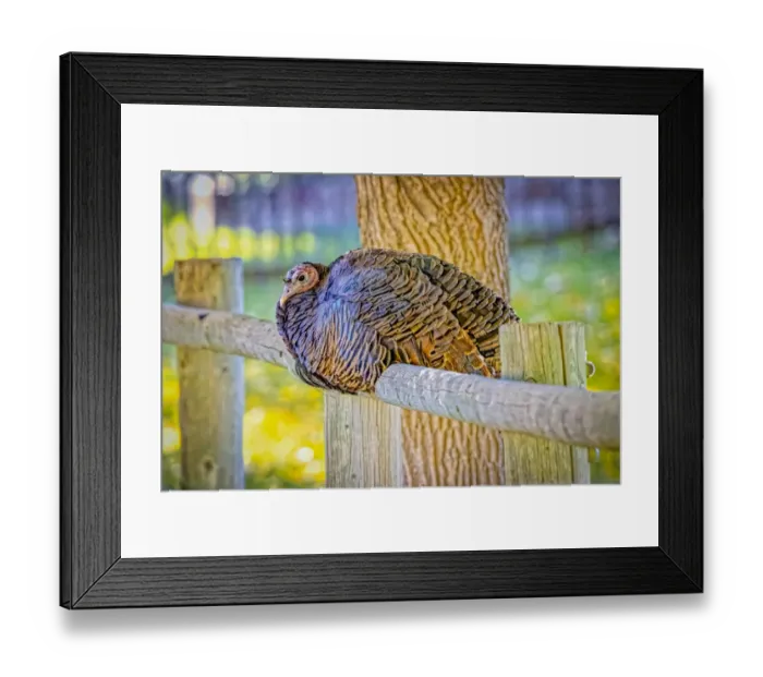 Framed Print : USA, Colorado, Loveland. Wild female turkey close-up Framed Print : USA, Colorado, Loveland. Wild female turkey close-up