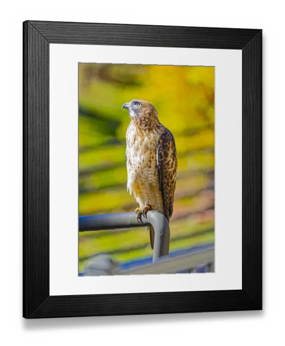 Framed Print : USA, Colorado, Fort Collins. Red-tailed hawk close-up Framed Print : USA, Colorado, Fort Collins. Red-tailed hawk close-up