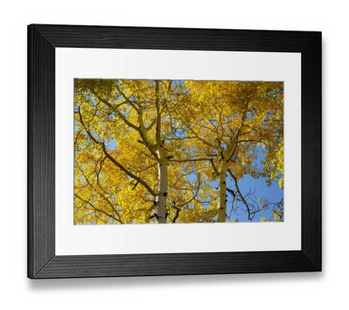 Framed Print : Aspens on the Tom Blake Trail, Colorado Framed Print : Aspens on the Tom Blake Trail, Colorado