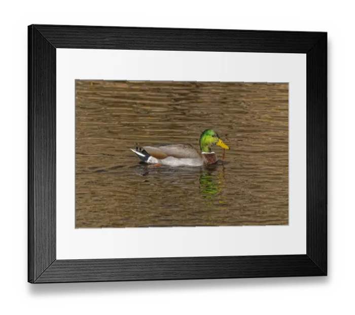 Framed Print : USA, Colorado, Loveland. Mallard duck male swimming in lake Framed Print : USA, Colorado, Loveland. Mallard duck male swimming in lake