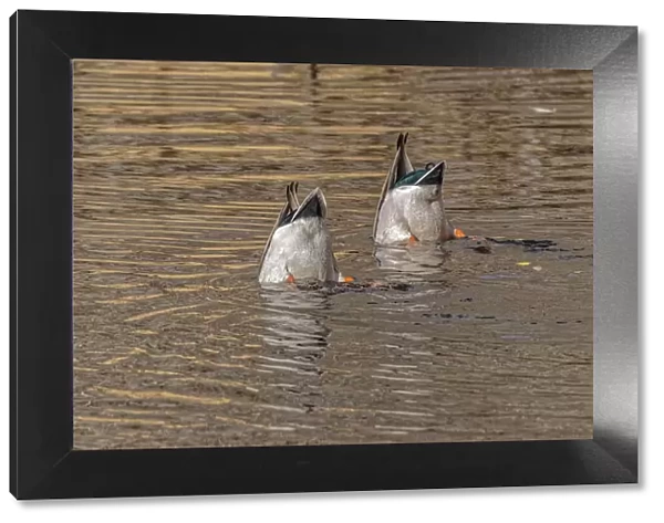 USA, Colorado, Loveland. Male mallard ducks diving for food in lake