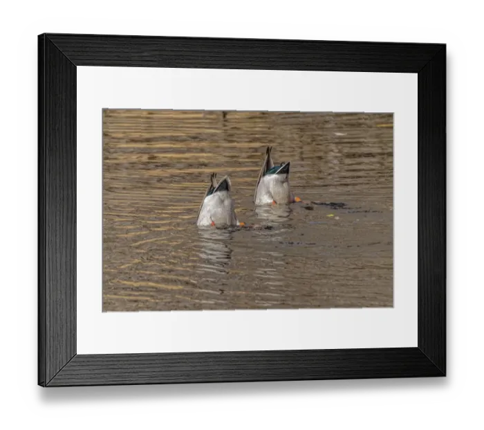 Framed Print : USA, Colorado, Loveland. Male mallard ducks diving for food in lake Framed Print : USA, Colorado, Loveland. Male mallard ducks diving for food in lake