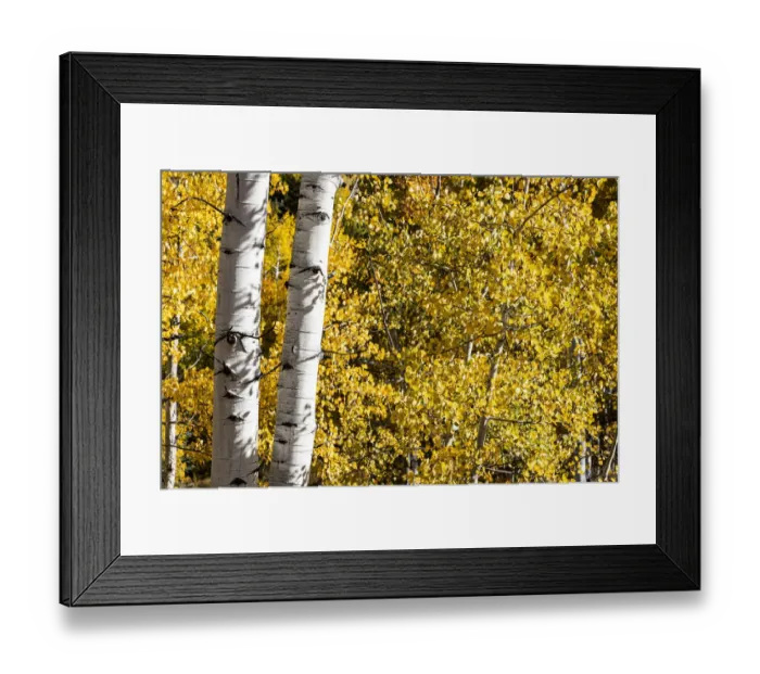 Framed Print : Aspen trees in autumn Framed Print : Aspen trees in autumn