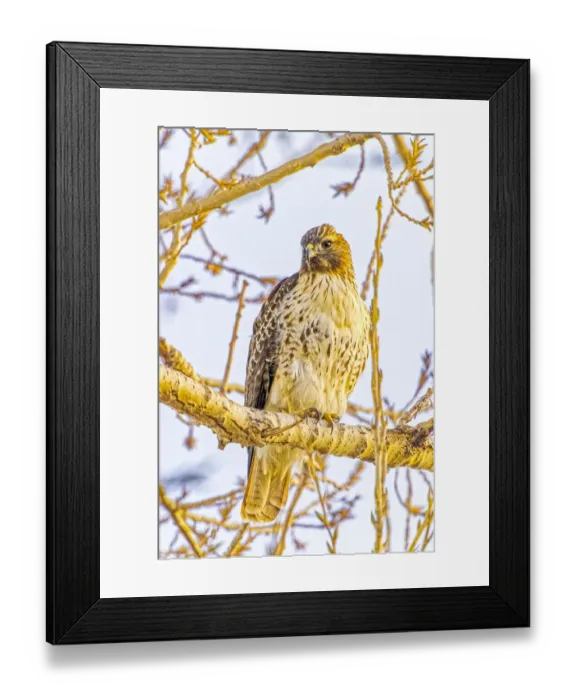 Framed Print : USA, Colorado, Fort Collins. Red-tailed hawk close-up Framed Print : USA, Colorado, Fort Collins. Red-tailed hawk close-up