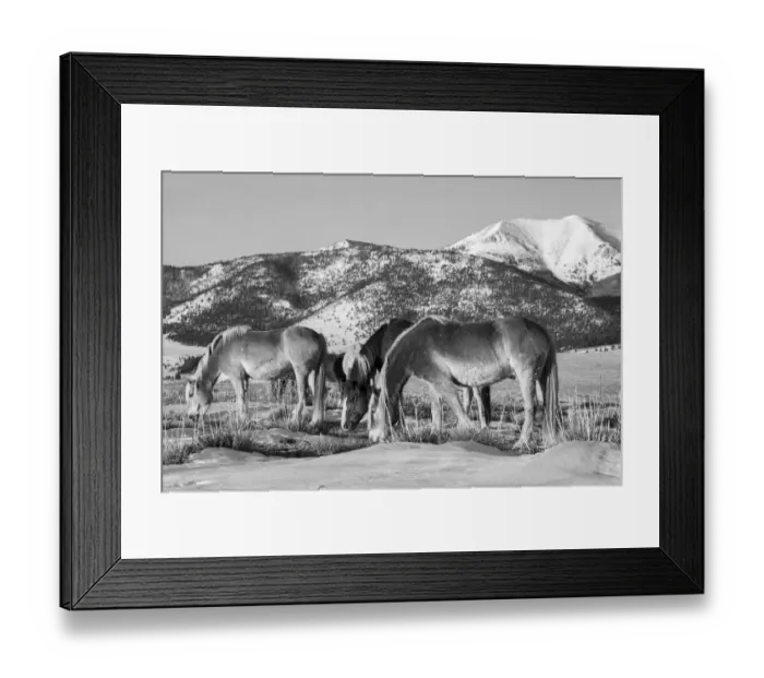 Framed Print : USA, Colorado, Westcliffe. Music Meadows Ranch. Herd of horses with Rocky Mountains in the distance. (PR) Framed Print : USA, Colorado, Westcliffe. Music Meadows Ranch. Herd of horses with Rocky Mountains in the distance. (PR)