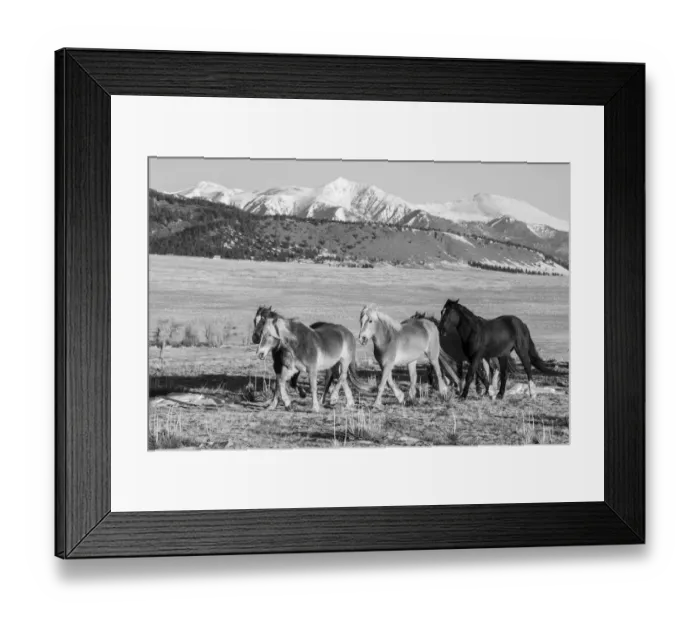 Framed Print : USA, Colorado, Westcliffe. Music Meadows Ranch. Herd of horses with Rocky Mountains in the distance. (PR) Framed Print : USA, Colorado, Westcliffe. Music Meadows Ranch. Herd of horses with Rocky Mountains in the distance. (PR)