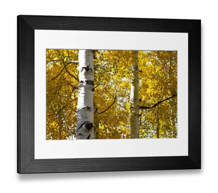 Framed Print : Aspen trees in autumn, Blake Trail, Colorado Framed Print : Aspen trees in autumn, Blake Trail, Colorado
