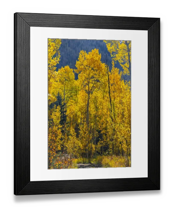 Framed Print : Grouping of aspen trees on a trail, Colorado