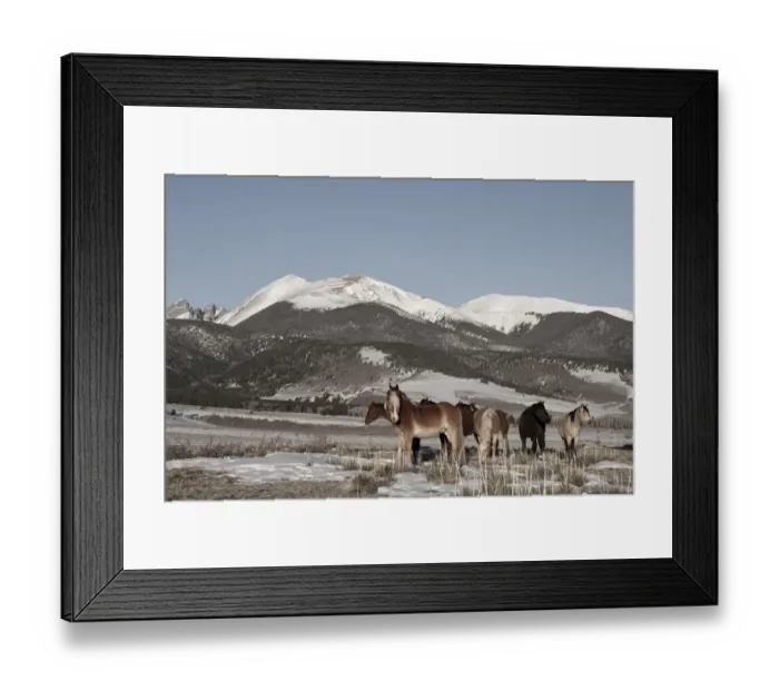 Framed Print : USA, Colorado, Music Meadows Ranch. Herd of horses with Rocky Mountains in the distance. (PR) Framed Print : USA, Colorado, Music Meadows Ranch. Herd of horses with Rocky Mountains in the distance. (PR)