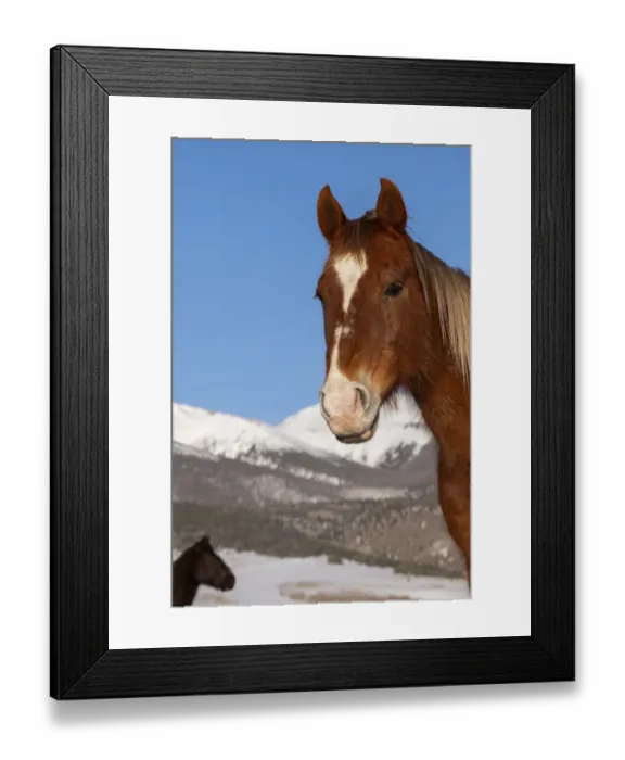Framed Print : USA, Colorado, Westcliffe. Sorrel horse with Rocky Mountains in the distance. (PR) Framed Print : USA, Colorado, Westcliffe. Sorrel horse with Rocky Mountains in the distance. (PR)