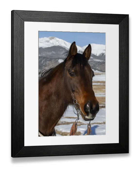 Framed Print : USA, Colorado, Westcliffe. Music Meadows Ranch. Bay ranch horse. (PR) Framed Print : USA, Colorado, Westcliffe. Music Meadows Ranch. Bay ranch horse. (PR)