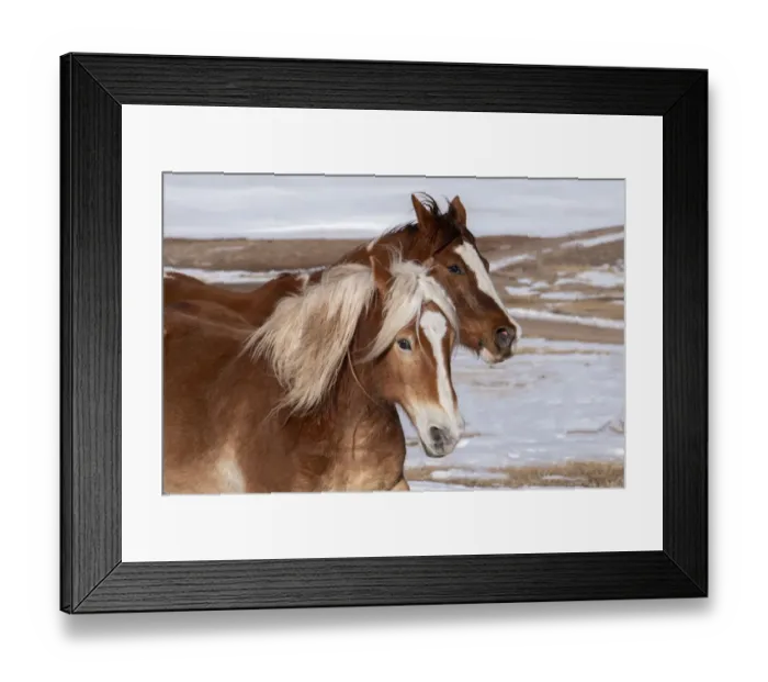 Framed Print : USA, Colorado, Westcliffe. Music Meadows Ranch. Ranch horses in winter. (PR)