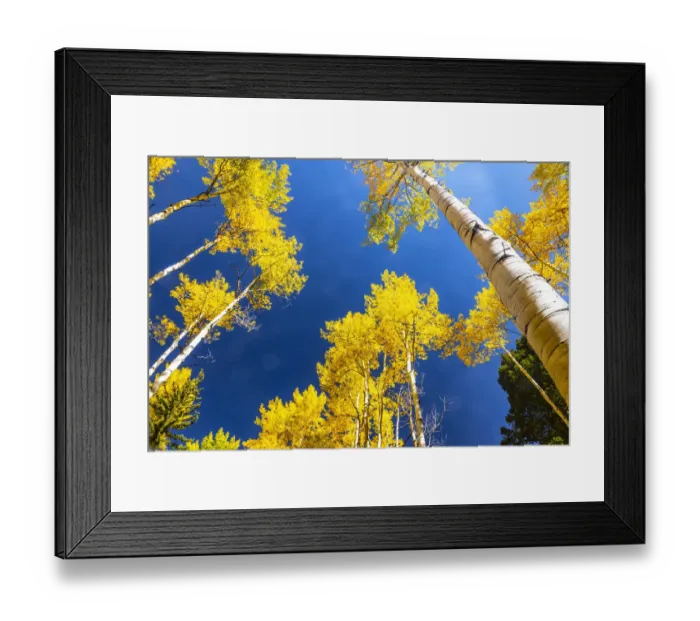 Framed Print : Aspens in autumn Framed Print : Aspens in autumn