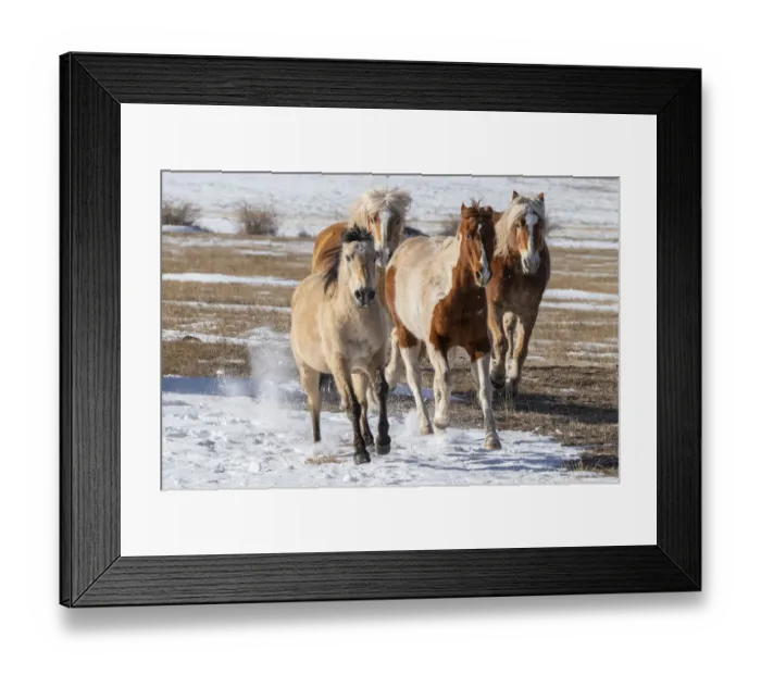 Framed Print : USA, Colorado, Westcliffe. Music Meadows Ranch. Herd of mixed breed horses running in the snow. (PR) Framed Print : USA, Colorado, Westcliffe. Music Meadows Ranch. Herd of mixed breed horses running in the snow. (PR)
