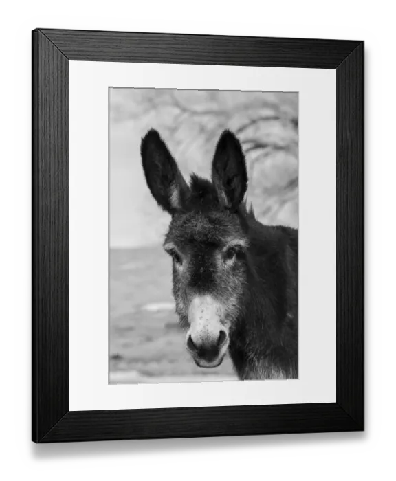 Framed Print : USA, Colorado, Westcliffe. Music Meadows Ranch. Cute old ranch donkey, face detail. (PR) Framed Print : USA, Colorado, Westcliffe. Music Meadows Ranch. Cute old ranch donkey, face detail. (PR)