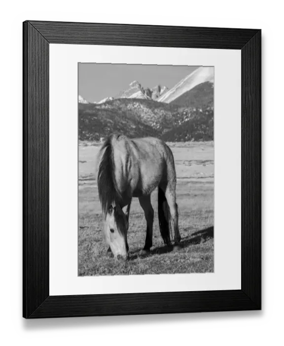 Framed Print : USA, Colorado, Westcliffe. Music Meadows Ranch. Buckskin horse with Rocky Mountains in the distance. (PR) Framed Print : USA, Colorado, Westcliffe. Music Meadows Ranch. Buckskin horse with Rocky Mountains in the distance. (PR)