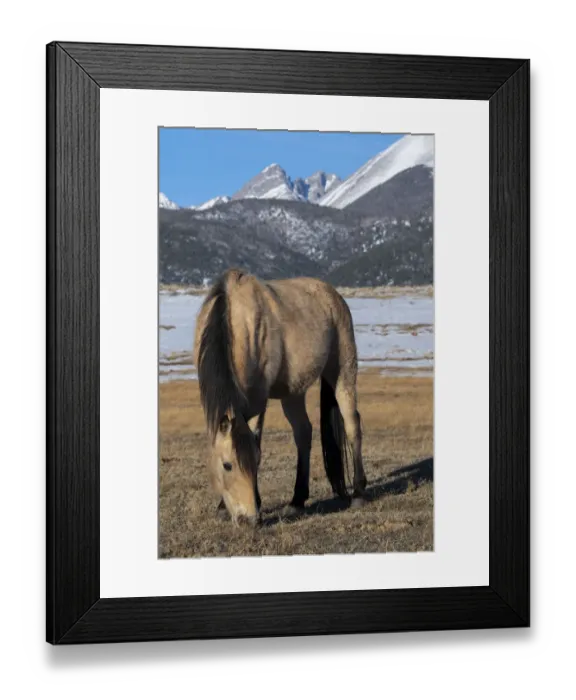Framed Print : USA, Colorado, Westcliffe. Music Meadows Ranch. Buckskin horse with Rocky Mountains in the distance. (PR) Framed Print : USA, Colorado, Westcliffe. Music Meadows Ranch. Buckskin horse with Rocky Mountains in the distance. (PR)
