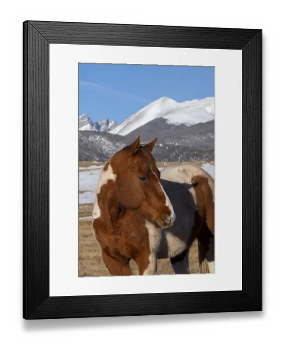 Framed Print : USA, Colorado, Westcliffe. Music Meadows Ranch. Paint horse with Rocky Mountains in the distance. (PR)