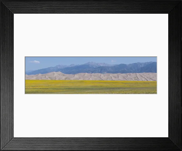 Framed Print : USA, Colorado, San Luis Valley, Great Sand Dunes National Park. Wild sunflowers with Sangre de Cristo mountain range in the distance
