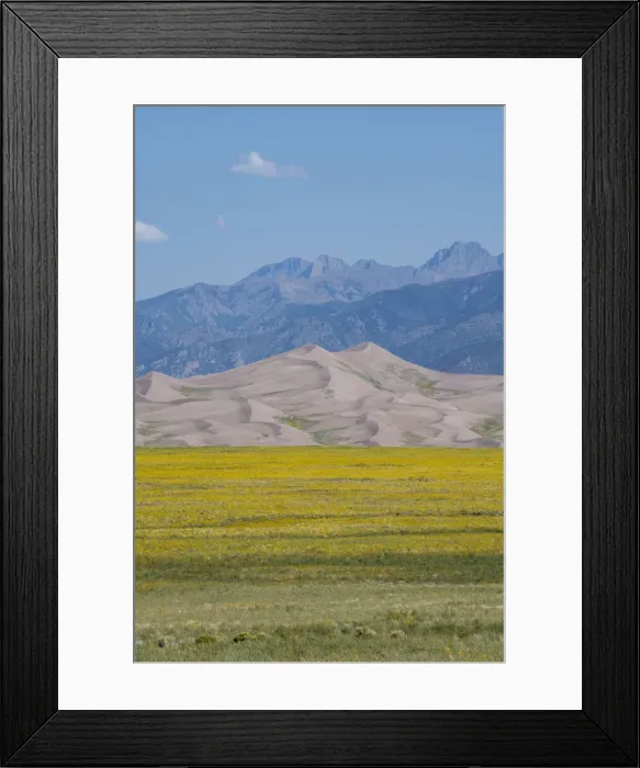 Framed Print : USA, Colorado, San Luis Valley, Great Sand Dunes National Park. Wild sunflowers with the Sangre de Cristo mountain range in the distance Framed Print : USA, Colorado, San Luis Valley, Great Sand Dunes National Park. Wild sunflowers with the Sangre de Cristo mountain range in the distance