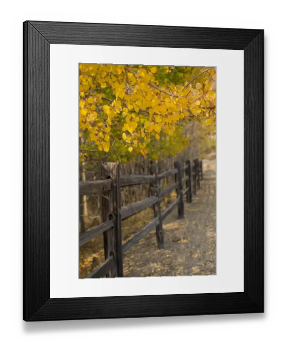 Framed Print : USA, Colorado, Teller County, Victor, Vindicator Valley Trail. Historic gold mining district. Yellow aspens along path