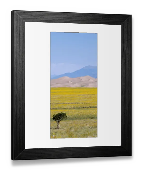 Framed Print : USA, Colorado, San Luis Valley, Great Sand Dunes National Park. Wild sunflowers with sand dunes and Sangre de Cristo mountain range in distance Framed Print : USA, Colorado, San Luis Valley, Great Sand Dunes National Park. Wild sunflowers with sand dunes and Sangre de Cristo mountain range in distance