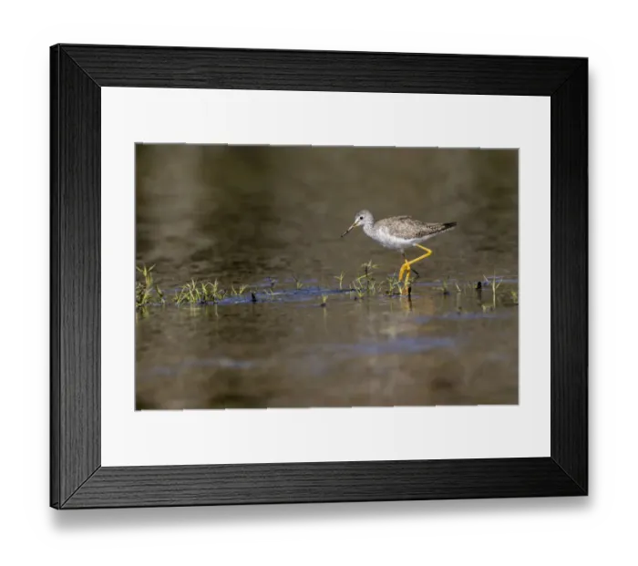 Framed Print : Lesser yellowlegs, Myakka River State Park, Florida Framed Print : Lesser yellowlegs, Myakka River State Park, Florida