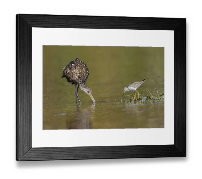 Framed Print : Limpkin and Lesser yellowlegs feeding Myakka River State Park, Florida Framed Print : Limpkin and Lesser yellowlegs feeding Myakka River State Park, Florida