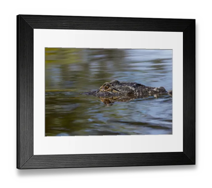 Framed Print : American alligator from eye level with water, Myakka River State Park, Florida
