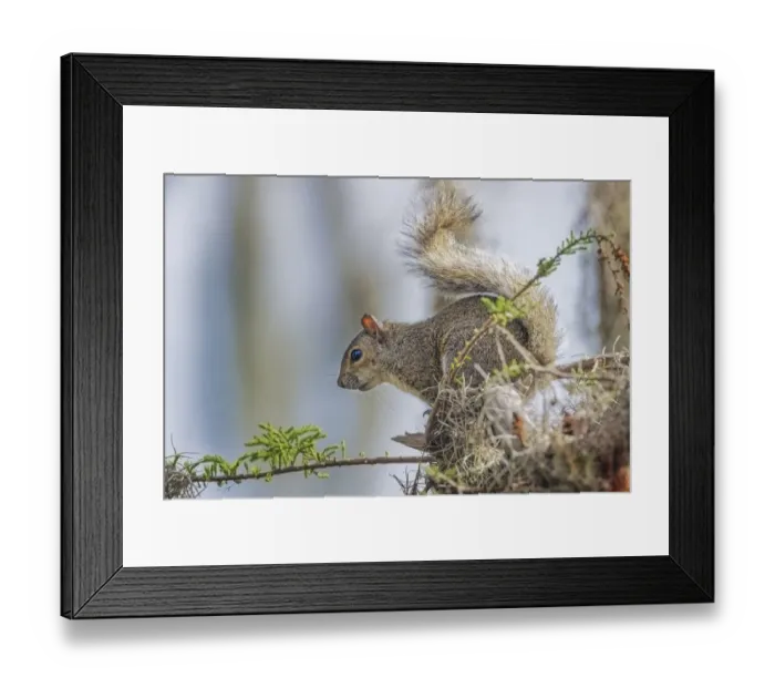 Framed Print : Eastern gray squirrel, Circle B Ranch, Florida Framed Print : Eastern gray squirrel, Circle B Ranch, Florida