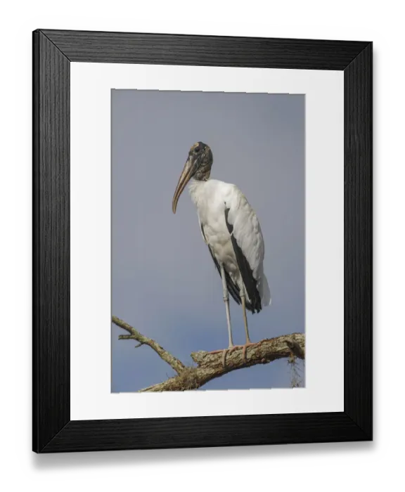Framed Print : Wood stork, Circle B Ranch, Florida Framed Print : Wood stork, Circle B Ranch, Florida