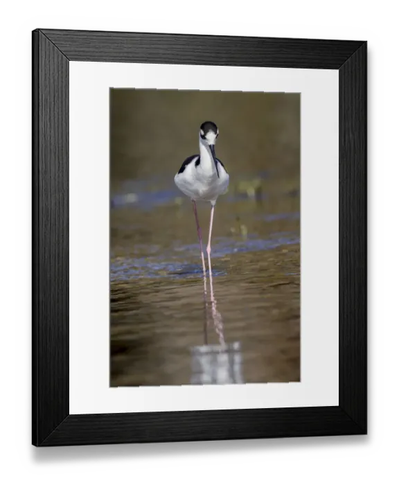 Framed Print : Black-necked stilt, Myakka River State Park, Florida Framed Print : Black-necked stilt, Myakka River State Park, Florida