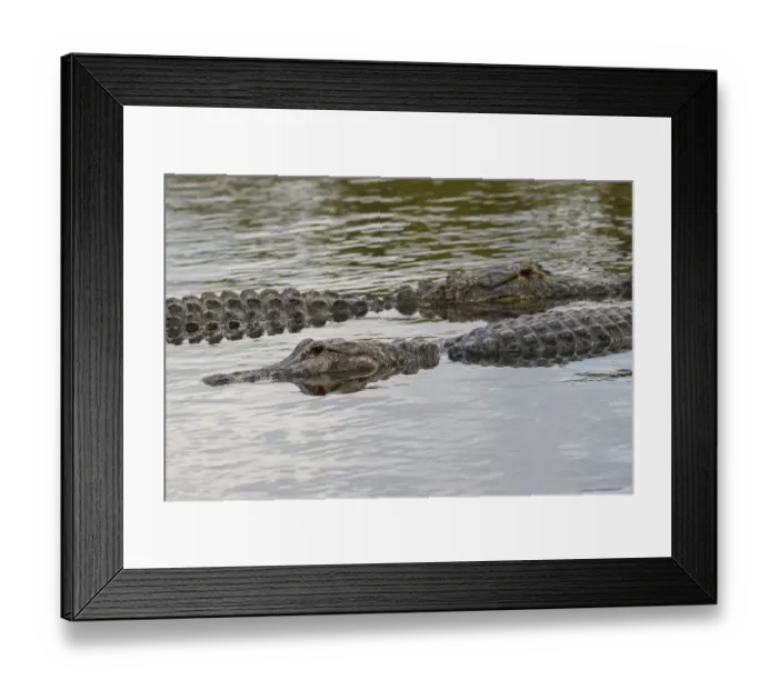 Framed Print : American alligators, Myakka River State Park, Florida Framed Print : American alligators, Myakka River State Park, Florida