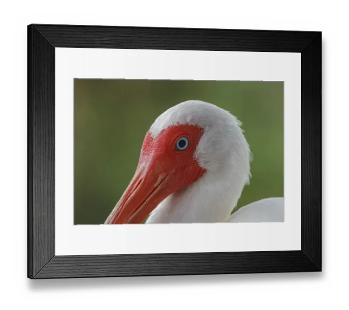 Framed Print : American white ibis. Myakka River State Park, Florida Framed Print : American white ibis. Myakka River State Park, Florida
