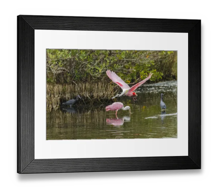 Framed Print : Roseate spoonbill flying, Merritt Island National Wildlife Refuge, Florida Framed Print : Roseate spoonbill flying, Merritt Island National Wildlife Refuge, Florida