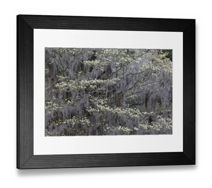Framed Print : Flowering dogwood trees in full bloom in spring, Bonaventure Cemetery, Savannah, Georgia Framed Print : Flowering dogwood trees in full bloom in spring, Bonaventure Cemetery, Savannah, Georgia