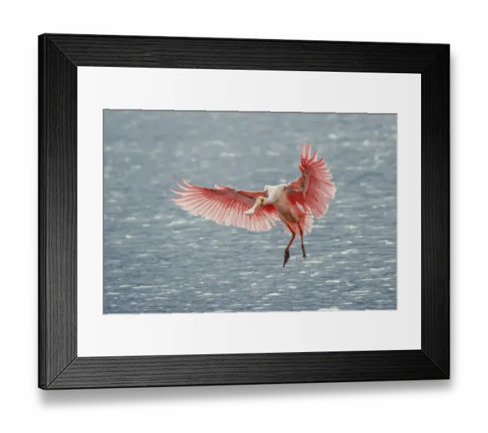 Framed Print : Roseate spoonbill landing, Merritt Island National Wildlife Refuge, Florida
