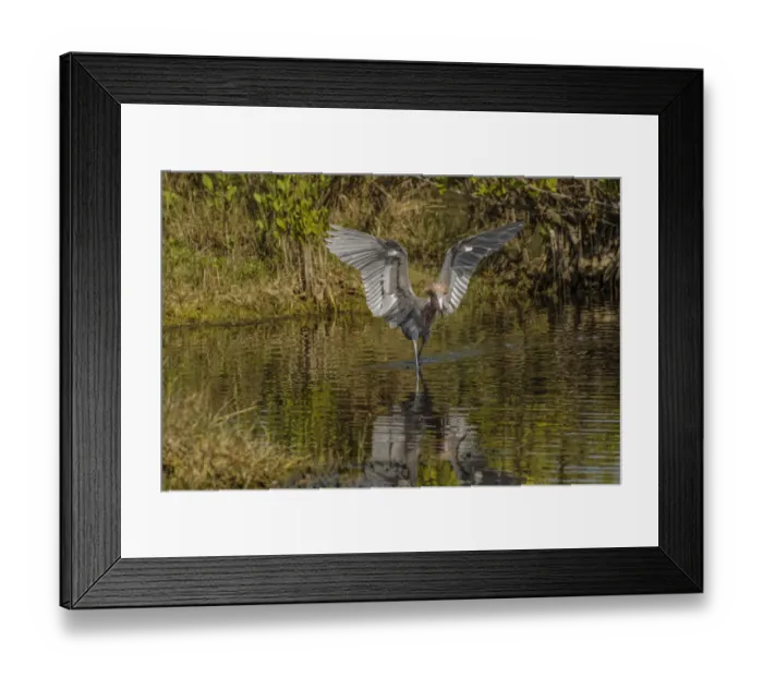 Framed Print : Reddish egret fishing, Merritt Island National Wildlife Refuge, Florida
