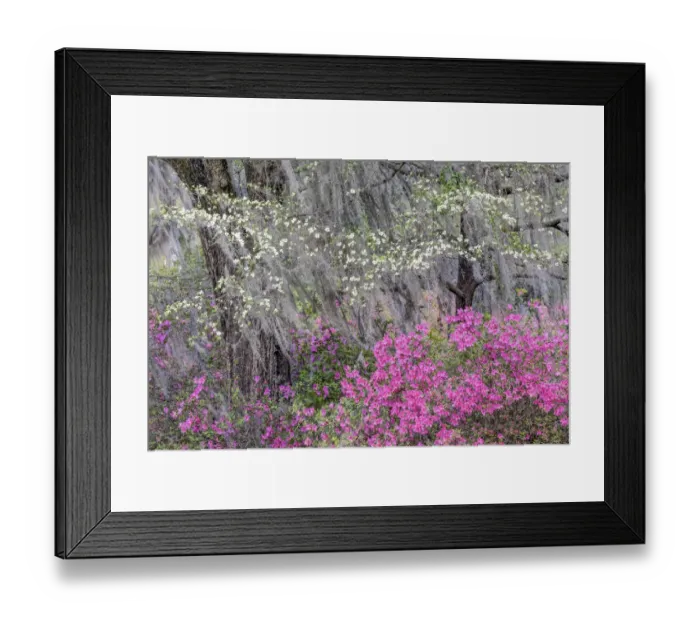 Framed Print : Flowering dogwood trees and azaleas in full bloom in spring, Bonaventure Cemetery, Savannah, Georgia Framed Print : Flowering dogwood trees and azaleas in full bloom in spring, Bonaventure Cemetery, Savannah, Georgia