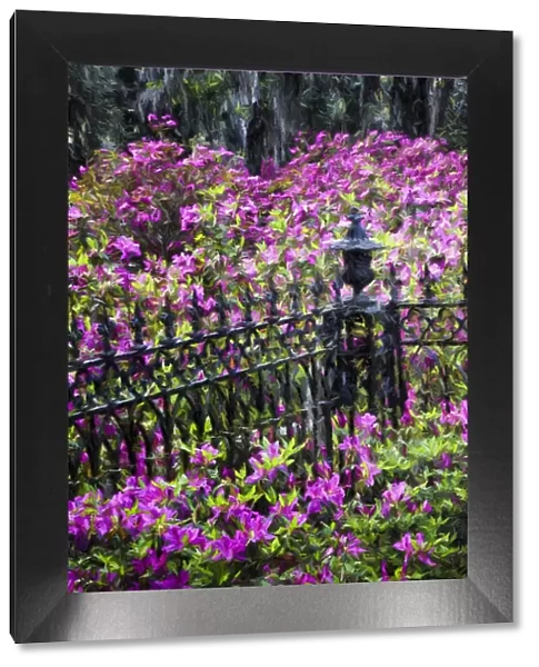 Wrought Iron fence and azaleas in full bloom, Bonaventure Cemetery, Savannah, Georgia