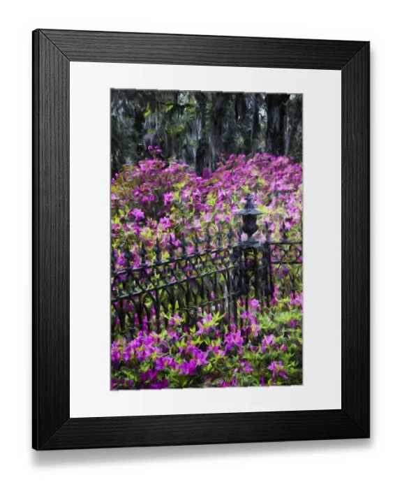 Framed Print : Wrought Iron fence and azaleas in full bloom, Bonaventure Cemetery, Savannah, Georgia