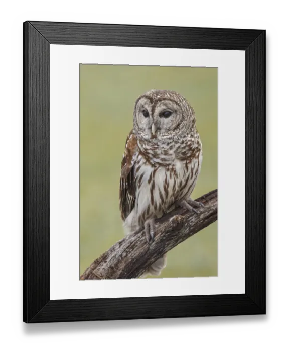 Framed Print : Barred owl, Strix varia, Florida Framed Print : Barred owl, Strix varia, Florida