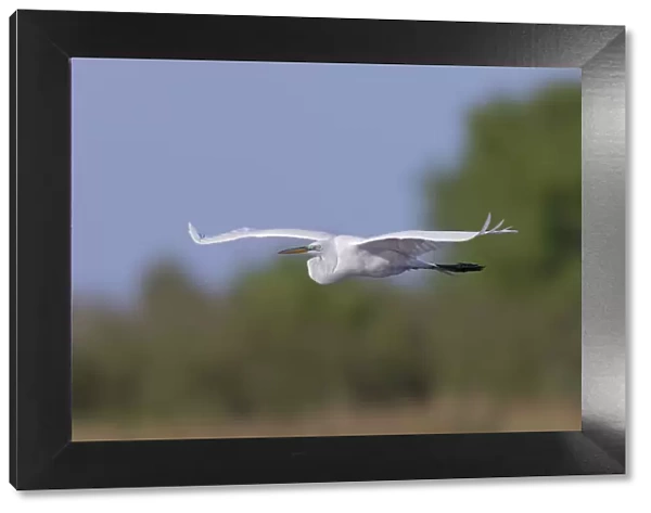 Great Egret flying. Stick Marsh, Florida